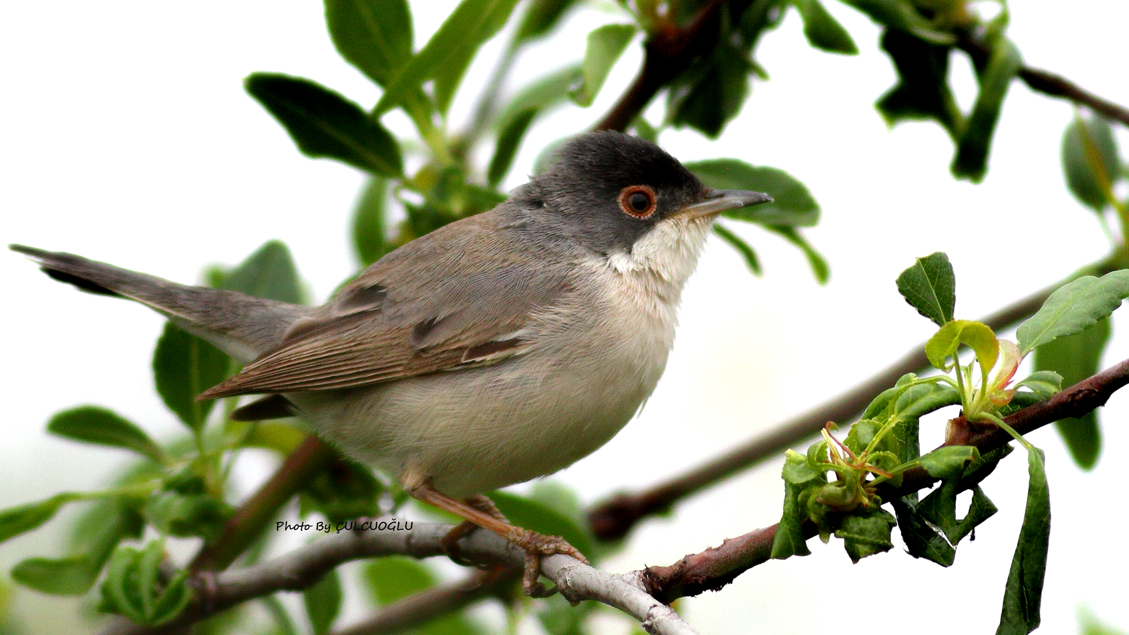 Menetries's Warbler